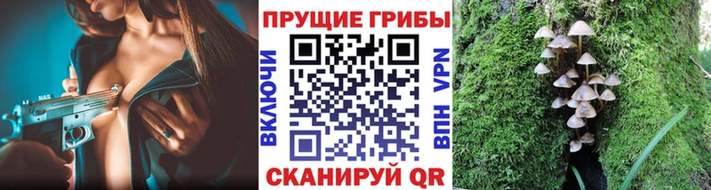 Псилоцибиновые грибы Psilocybine cubensis  Лихославль 